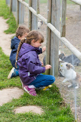 Wall Mural - Two kids feeding rabbits