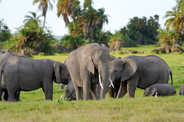 Wall Mural - Elephant