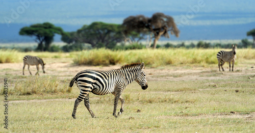 Board z aluminiowym obramowaniem Zebra