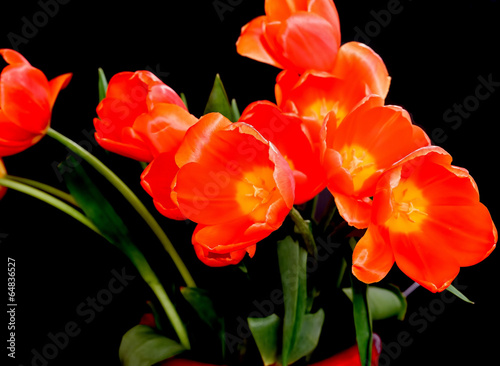 Plakat na papierze fotorealistycznym Pomarańczowe tulipany