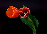 Fototapeta Tulipany - Scarlet and Orange Tulips