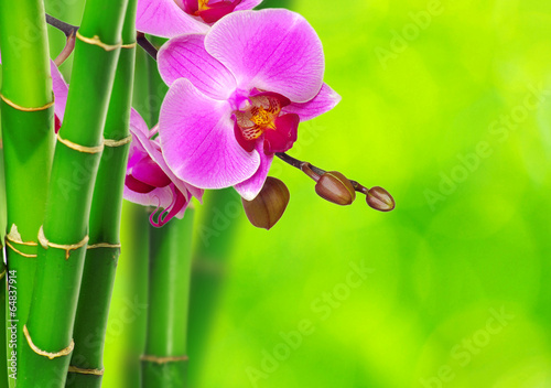 Tapeta ścienna Zielony bambus i orchidea