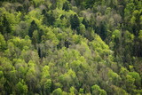 Wald am Albtrauf im Frühjahr