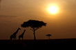 Two giraffes over sunrise