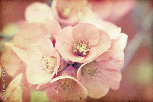 Naklejka nad blat kuchenny Pink flowers on vintage background