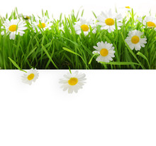 Banner With Grass And Flowers Isolated On White