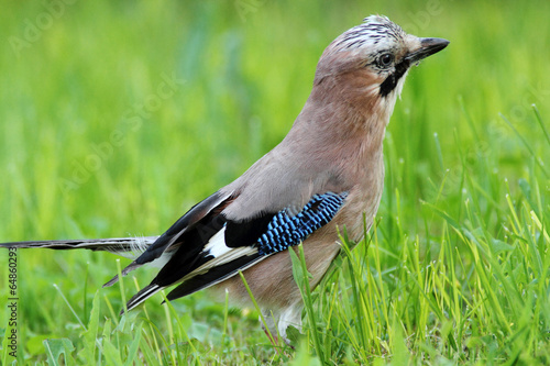 Obraz na płótnie canvas czteroczęściowy "tetraptyk" Jay ptak Wróblowaty corvidae na trawie