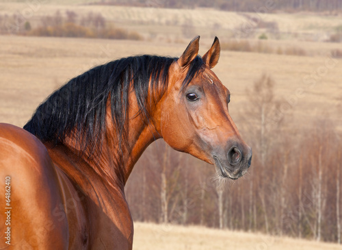 Naklejka dekoracyjna Chestnut horse head, autumn background