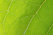 © Kovac Mario - leaf texture