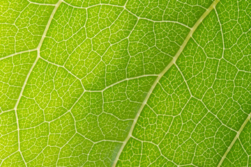 leaf texture