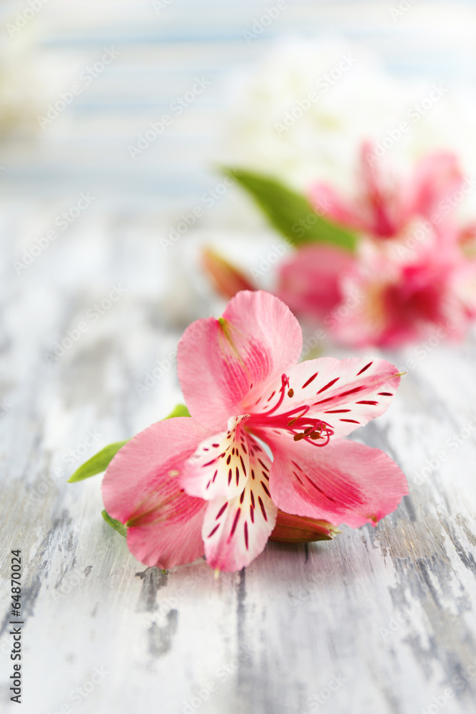 Beautiful Alstroemeria flowers on grey wooden table