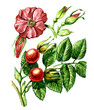 Fruits and leaves of wild rose. botany