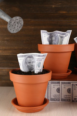 Wall Mural - Business concept: growing money in the flowerpots on table