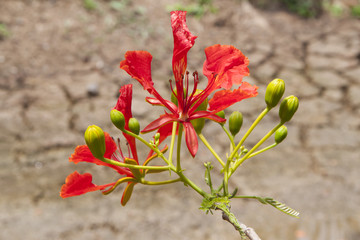 Pride of Barbados, Peacock's Crest