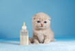 Cute little kitten sitting near the nipple with milk