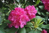 Rododendrony w ogrodzie