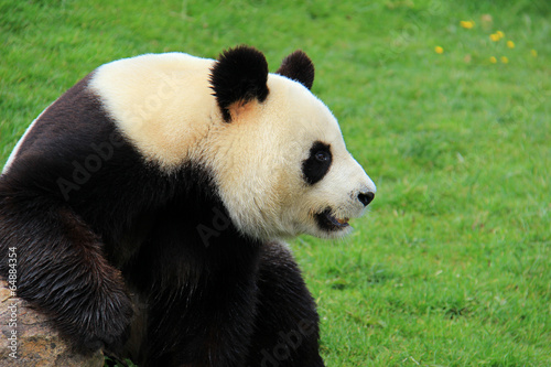 Obraz na płótnie canvas trzyczęściowy "tryptyk" Gigantyczna panda