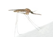 Mosquito Anopheles maculipennis resting on surface