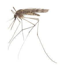 Wall Mural - Mosquito Anopheles maculipennis isolated on white background