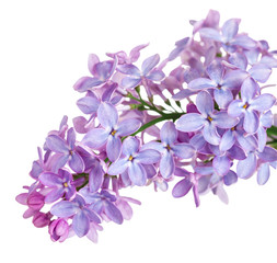 Wall Mural - Lilac Flower