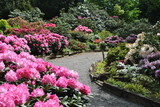 Rododendrony w ogrodzie
