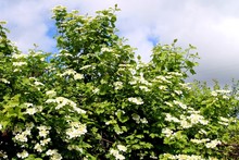 Viburnum Blossom