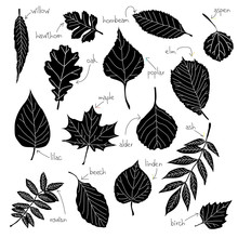 Collection Of Different Kinds Of Leaves