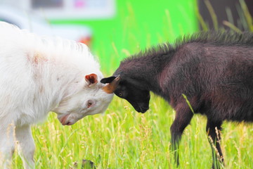 Adult and young goats fighting with their heads