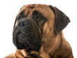 bullmastiff portrait