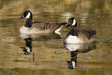 Two Canada Geese On Pond