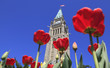 Canadian Parliament surrounded by red tulips