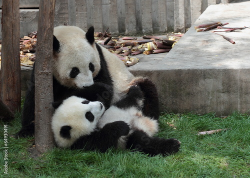Obraz na płótnie canvas dwuczęściowy "dyptyk" Panda cub leżąc na trawie oglądając mama lub tata