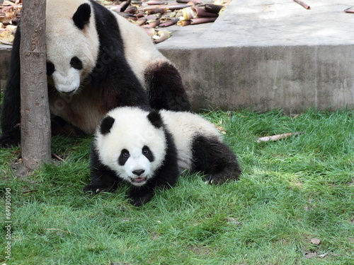 Obraz na płótnie canvas Gigantyczna panda z młodym