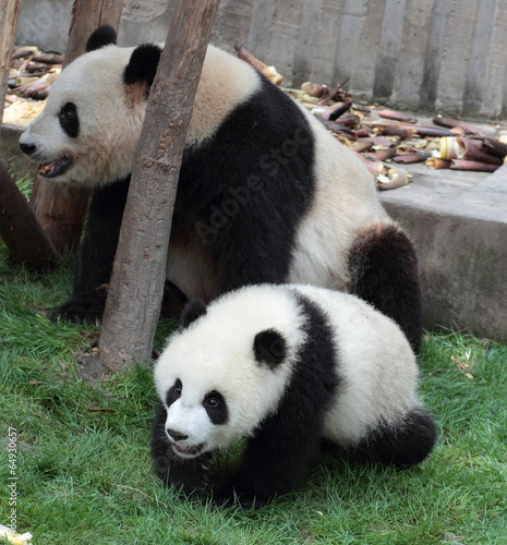 Obraz na płótnie canvas czteroczęściowy "tetraptyk" Gigantyczne panda z jego cub szczęśliwy uśmiecha się