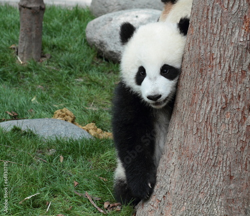Obraz na płótnie canvas dwuczęściowy "dyptyk" Panda cub ukrywa się w drzewie po zerknięciu