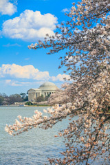 Fototapete - the Jefferson Memorial during the Cherry Blossom Festival. Washi