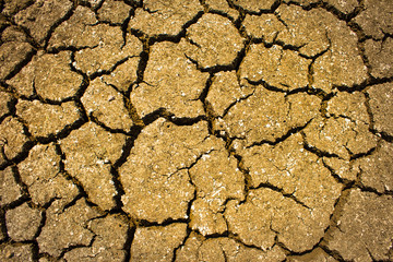 Wall Mural - Dry cracked ground filling the frame as background