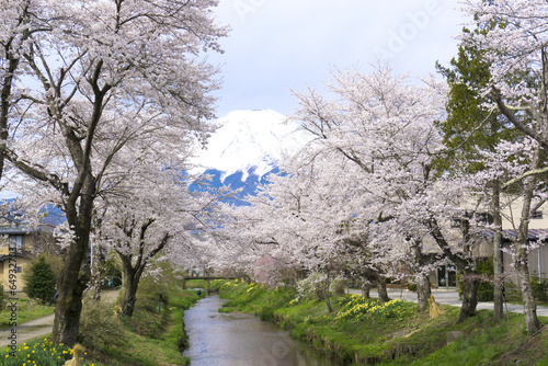 Naklejka samoprzylepna Wiśniowe kwiaty Oshino i Mount Fuji