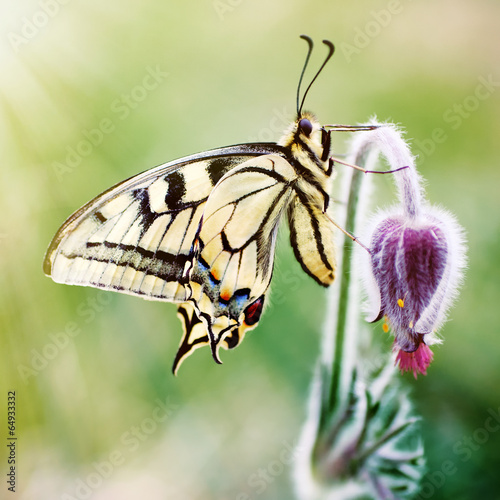 Tapeta ścienna Motyl na kwiat wiosna