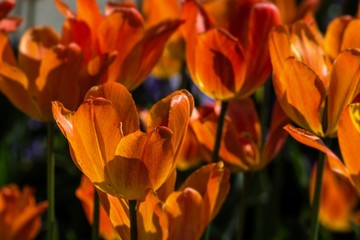 Orangefarbige Tulpen