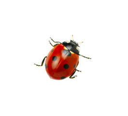 Wall Mural - Ladybug