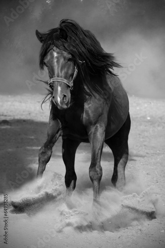 Fototapeta na wymiar Galloping black horse