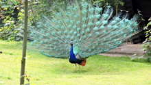 Luxurious Peacock Spread Its Charmingly Beautiful Tail. Fabulously Beautiful Peacock. The Loose Tail Of The Peacock. Stock Photo.