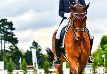 Dressage Horse And Rider