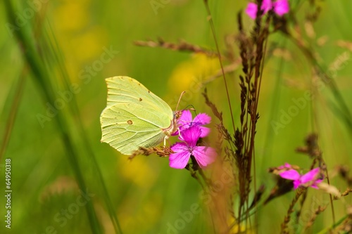 Tapeta ścienna Pospolita siarka (gonepteryx rhamni), nektar pijący motyl