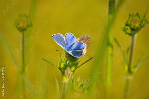 Tapeta ścienna Wspólne niebieskie motyle (polyommatus Icarus) siedzi na kwiat