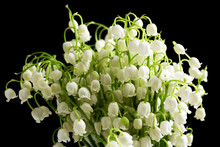 Beautiful Lilies Of The Valley On Black Background