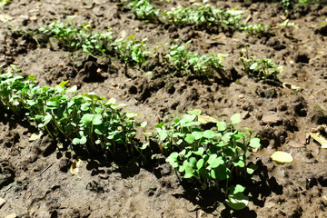 Canvas Print - Young radish seedlings in spring