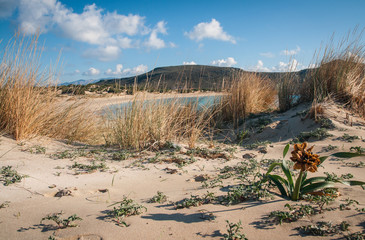 Seashore and yellow flower on the sand, Simos beach, Elafonisos,