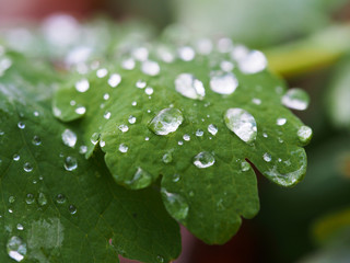 Canvas Print - drops on leaves